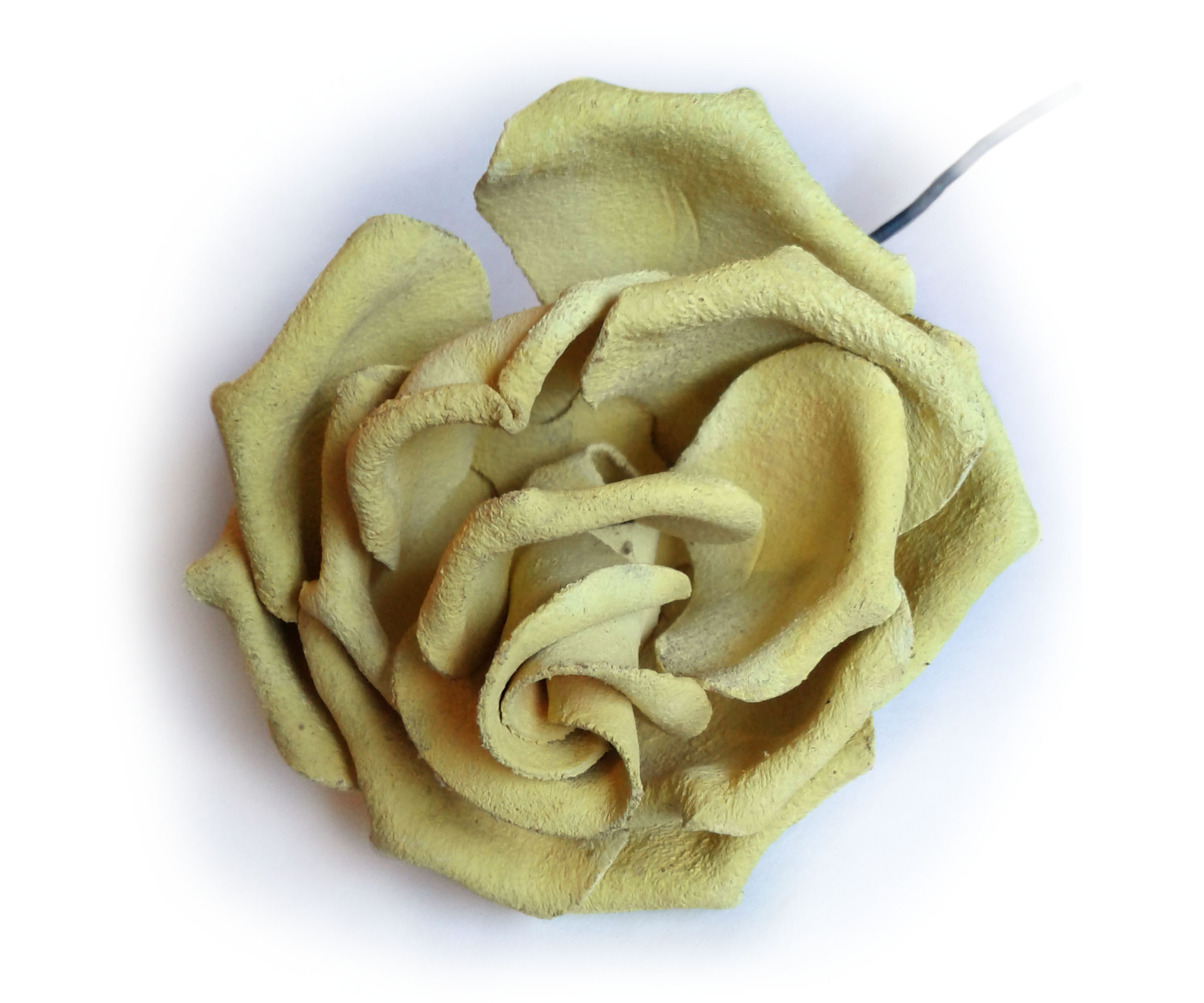 Yellow leather rose on white